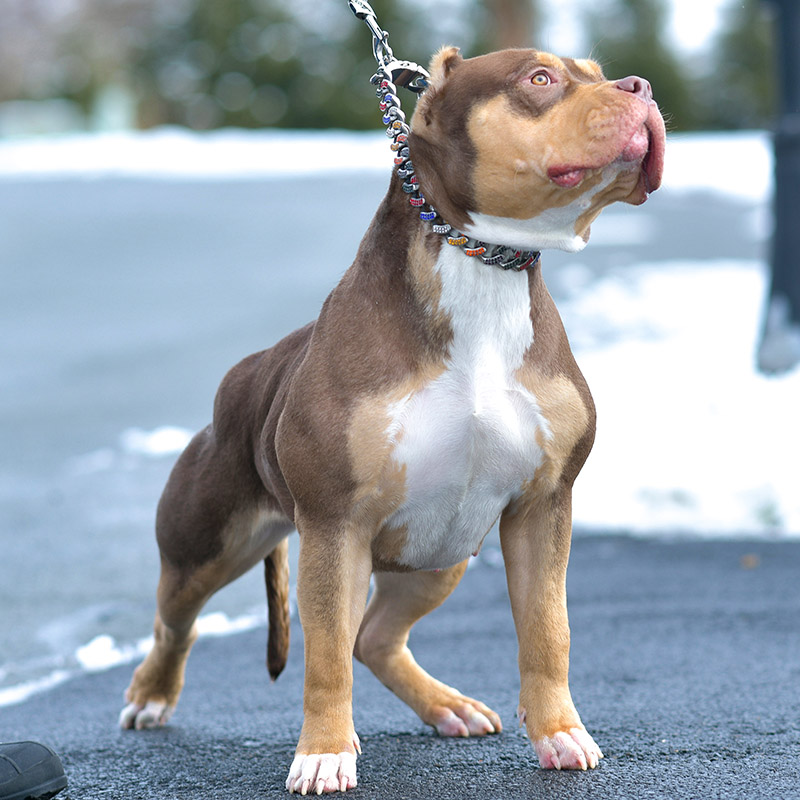 Show quality xxl pitbull puppy for sale Bossy Kennels pedigree